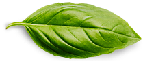 Anasayfa basil leaf